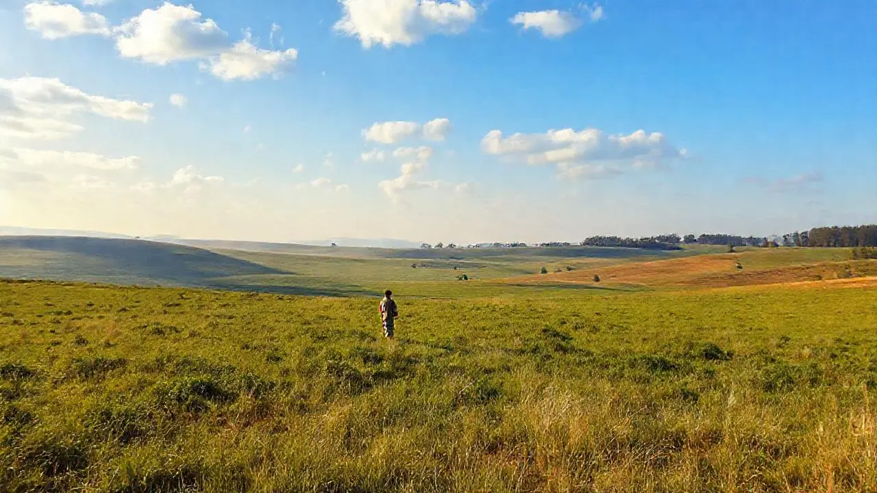 Campo extenso y tranquilo bajo cielo azulado